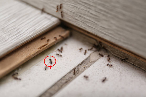 Best Pest Prevention Services  in Duncan Falls, OH
